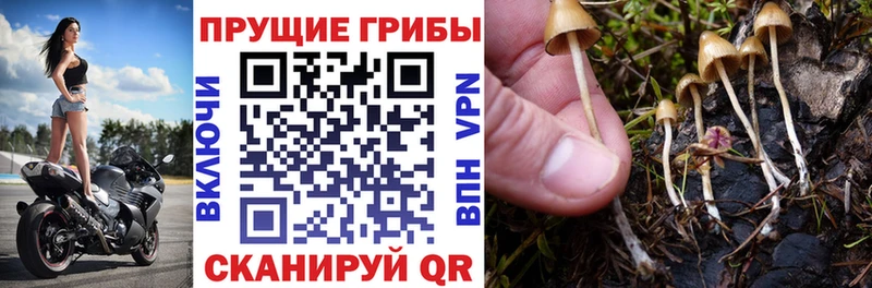 закладка  Кирово-Чепецк  Псилоцибиновые грибы ЛСД 